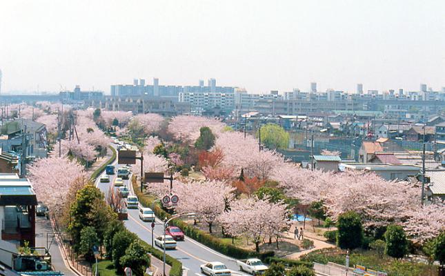 茨木市の桜並木の様子